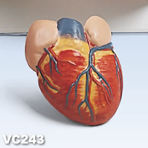 肺の解剖模型・心臓