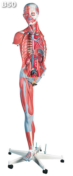 筋肉解剖、45分解、両性　開放