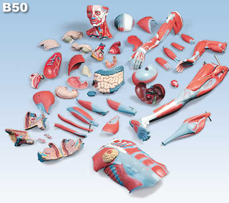 筋肉解剖模型B50、分解