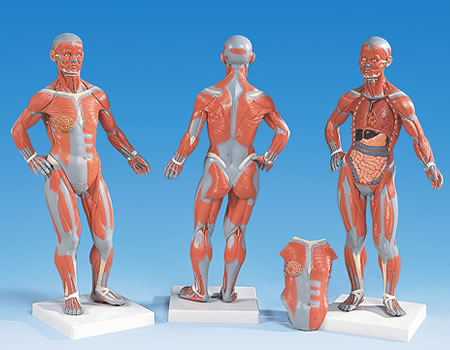 筋肉解剖模型、1/4倍大・2分解、無性B59
