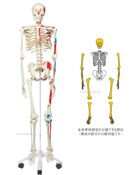 全身骨格模型A11は頭蓋骨、上肢、下肢を分離できます。