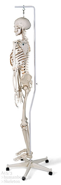 全身骨格模型フィル理学療法用骨格モデル、吊り下げ型スタンド仕様