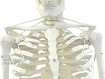 肩関節の連結（全面）