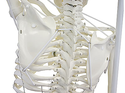 肩関節の連結（背面）