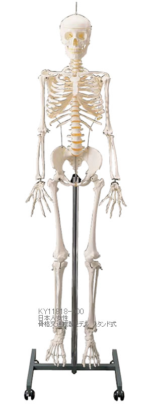 日本人女性骨格標本から型取りして作られた精密な骨格複製モデル
