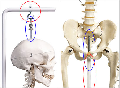 等身大全身骨格模型のスタンド