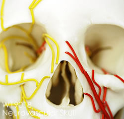 動脈と脳神経を表示した頭蓋骨模型の正面