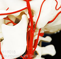 動脈と脳神経を表示した頭蓋骨模型の顎関節部