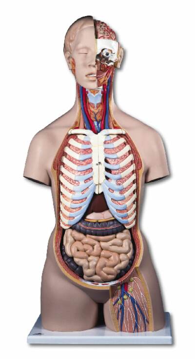 人体解剖模型B17標準型トルソー、21分解、無性、背側開放型