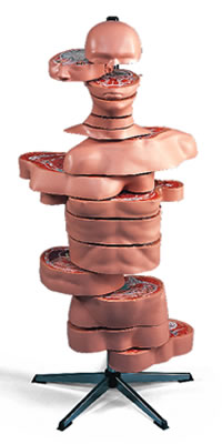 ディスクトルソー、15横断模型