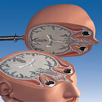 ディスクトルソー、15横断模型