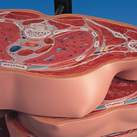 ディスクトルソー、15横断模型