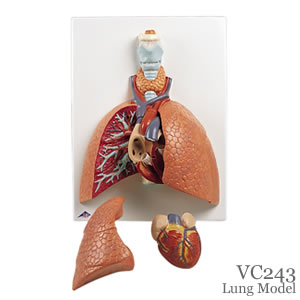 肺、実物大・5分解模型