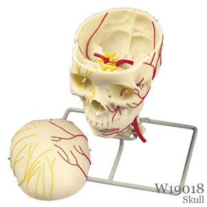 頭蓋骨・頭蓋、神経血管表示模型
