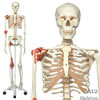 全身骨格模型A12