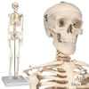 ミニ全身骨格模型a18