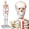 ミニ全身骨格模型a18/5