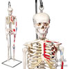 ミニ全身骨格模型a18/6