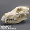 BCBC004　シベリアオオカミ頭蓋骨模型