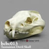 タスマニアデビル（フクロアナグマ）頭蓋骨模型