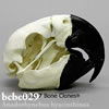 スミレコンゴウインコ頭蓋骨模型