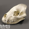 ハイエナ頭蓋骨模型