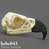 鳥類の骨格 BCBC043　オウギワシ頭蓋骨模型