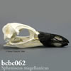 鳥類の骨格 BCBC062　マゼランペンギンの頭蓋骨模型