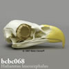 鳥類の骨格 BCBC068　ハクトウワシの頭蓋骨模型
