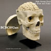 アジア人男性頭蓋骨模型・3分解と脳模型のセット BCBC092SET