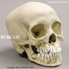 小児頭蓋骨模型　12才・顎開放型