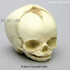 胎児頭蓋骨模型