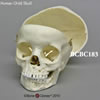 小児頭蓋骨模型　5才・顎開放、頭蓋冠分離型