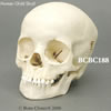 小児頭蓋骨模型　5才・頭蓋冠分離型