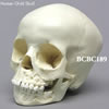 小児頭蓋骨模型　5才・顎開放離型