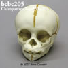 霊長類の骨格 BCBC205　チンパンジーの胎児頭蓋骨模型