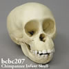 霊長類の骨格 BCBC207　幼児期のチンパンジーの頭蓋骨模型