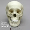 頭蓋骨模型（推定15から18才）