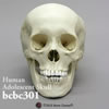 頭蓋骨模型(推定15から18才)(BCBC301)