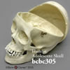 頭蓋骨模型・頭蓋冠分離型（推定15から18才）