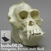 霊長類の骨格 BCSBC002B　ボルネオオランウータンの頭蓋骨模型 スタンド付