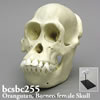 霊長類の頭蓋骨 BCSBC255　ボルネオオランウータン頭蓋骨模型