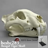BCSBC079 ベンガルトラ頭蓋骨模型