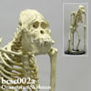 霊長類の骨格 BCSC002A　オランウータン全身骨格模型