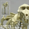 霊長類の骨格 BCSC010A　マンドリル全身骨格模型