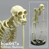 霊長類の骨格 BCSC047A　フクロテナガザル全身骨格模型