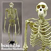 霊長類の骨格 BCSC123A　ボノボ全身骨格模型