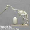 鳥類の骨格 BCSC165A　キーウィ骨格模型と卵模型セット