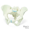 女性骨盤、3分解モデル