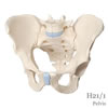 男性骨盤、3分解モデル